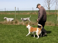 Führung und Korrektur des Hundes beim Vorbeigehen an Gartenzäunen