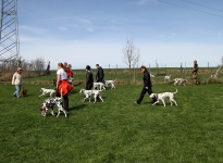 Leash management with different leashes and techniques - fixation between the human and dog