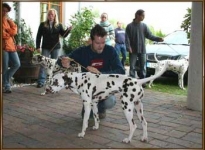 Practicing the individual presentation of the dogs in front of breeding judge Mr. Schadegg