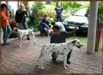 Practicing the individual presentation of the dogs in front of breeding judge Mr. Schadegg