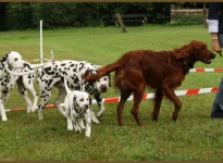 The mixed pack at the break