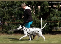 In pass-passages to control the dog and lead in the right trot speed