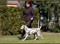 The dog as lead in racing, which is a sufficient distance from the dog handler present for curves or triangles can be run successfully