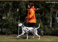 Leading the dog at the same speed at the trot correctly is not always an easy task