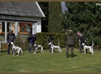 Übungen im Ausstellungsring, Abstände einhalten & Aufstellen der Hunde