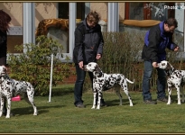 Prominent placing the dog in the show ring at the correct distance