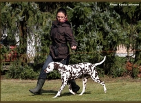 The dog lead so when running, that a sufficient distance from the dog handler is present, so that curves or triangles can be run successfully