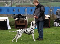 Aufstellen des Hundes in dem der Doghandler von vorne führt