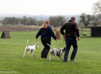 Leading the dog at the same speed at the trot properly