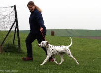 Leading the dog at the same speed at the trot properly