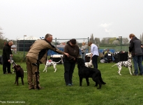 Übungen im Ausstellungsring, Abstände einhalten & Aufstellen der Hunde