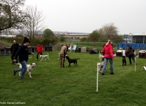 Übungen im Ausstellungsring, Abstände einhalten & Aufstellen der Hunde