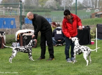 Individual training of participants, real positions of the hindquarters