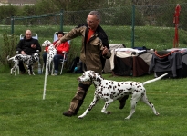 In pass-passages to control the dog and lead in the right trot speed