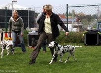 Correct & prominent entering the show ring