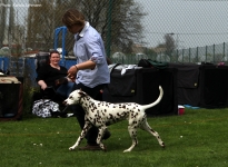 Correct & prominent entering the show ring