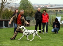 Leading the dog at the same speed at the trot properly