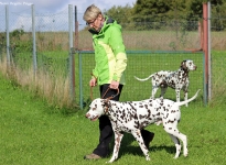 Führung und Korrektur des Hundes beim Vorbeigehen an Gartenzäunen