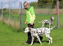 Control and correction of the dog in passing on fences
