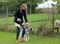 Control and correction of the dog in passing on fences