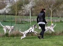 Control and correction of the dog in passing on fences