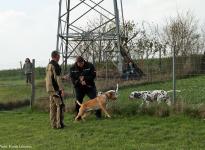 Individual training - Control and correction of the dog in passing on fences