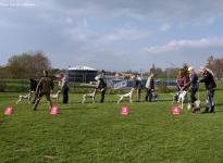 Kontrollierte Nachkorrektur des Hundes beim Aufstellen im Ausstellungsring