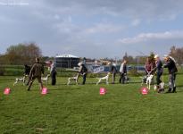 Kontrollierte Nachkorrektur des Hundes beim Aufstellen im Ausstellungsring