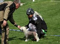 Einzelausbildung der Teilnehmer, richtiges Motivieren der Hunde