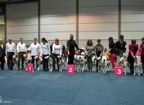 Präsentation der Christi ORMOND Zuchtgruppe auf der World Dog Show in Leipzig