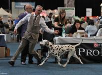 Presentation of the male Christi ORMOND Exquisite Selection