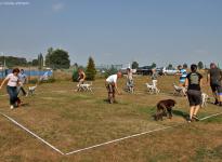 Comply exercises in the show ring, spacing & placing of dogs, with video recording