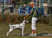 Aufstellen des Hundes in dem der Doghandler von vorne führt