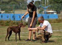 Einzelausbildung der Teilnehmer, richtiges Motivieren der Hunde