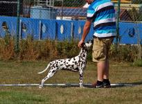 Aufstellen des Hundes in dem der Doghandler von vorne führt