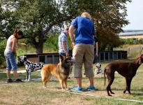 Setting up the dog where the dog handler from the front leads