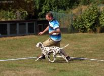 The dog as lead in racing, which is a sufficient distance from the dog handler present for curves or triangles can be run successfully