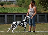 Aufstellen des Hundes in dem der Doghandler von vorne führt