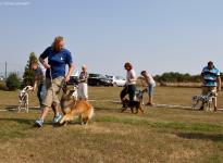 In pass-passages to control the dog and lead in the right trot speed