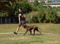 Leading the dog at the same speed at the trot properly