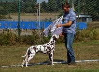 Aufstellen des Hundes in dem der Doghandler von vorne führt