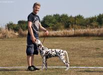 Setting up the dog where the dog handler from the front leads