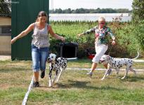 Leading the dog at the same speed at the trot properly