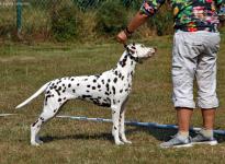 Aufstellen des Hundes in dem der Doghandler von vorne führt