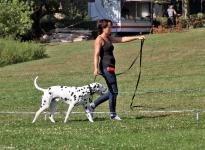 Tracking leash guide