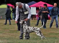 Presentation of the female Dalmatian Dream for ORMOND vom Teutoburger Wald