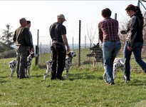 Einzelausbildung - Führung und Korrektur des Hundes beim Vorbeigehen an Gartenzäunen