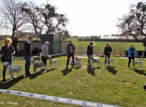 Comply exercises in the show ring, spacing & placing of dogs