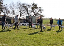 Controlled readjustment of the dog when setting up in the show ring