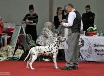 Presentation of the male Christi ORMOND Exquisite Selection